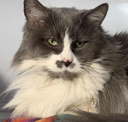 Photo of Simba (Senior) (Diabetic)