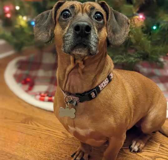 Photo of Coco