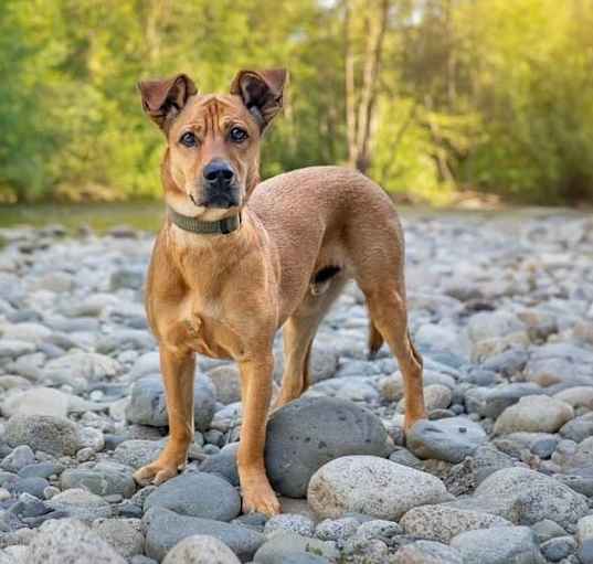 Photo of Cooper