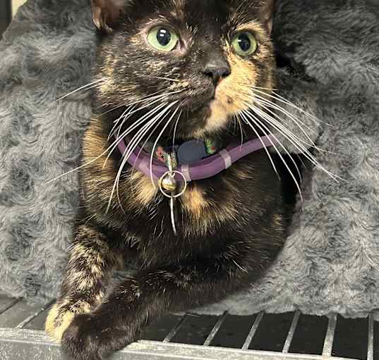 Photo of Juniper
