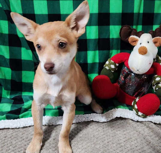 Photo of Cookie