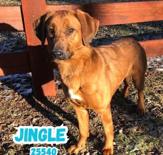 Photo of Jingle
