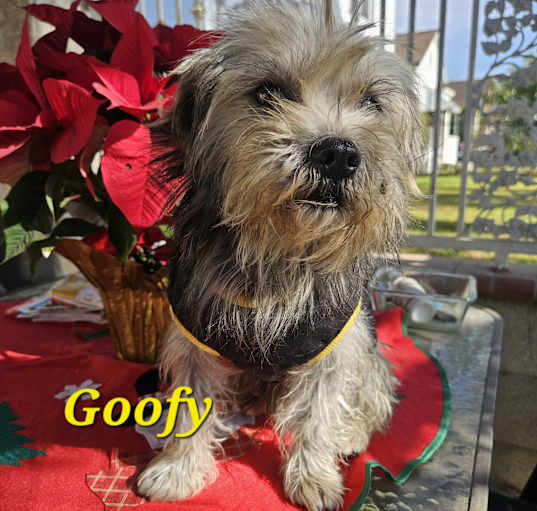 Photo of Goofy