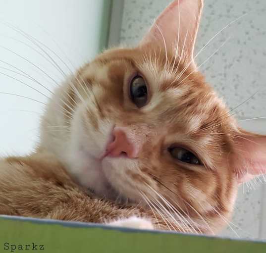 Photo of Sparkz