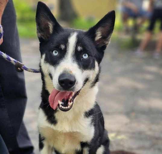Photo of Hunter / Koda