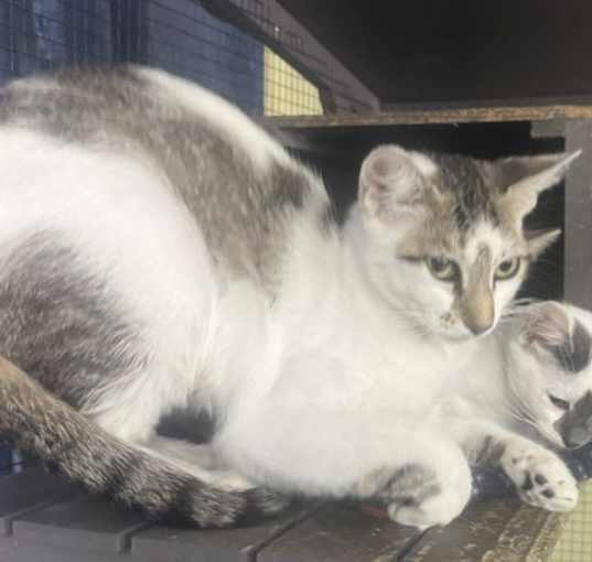 Photo of Magnolia (A2167087)