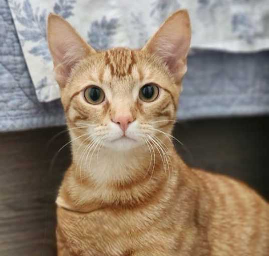 Photo of Flame