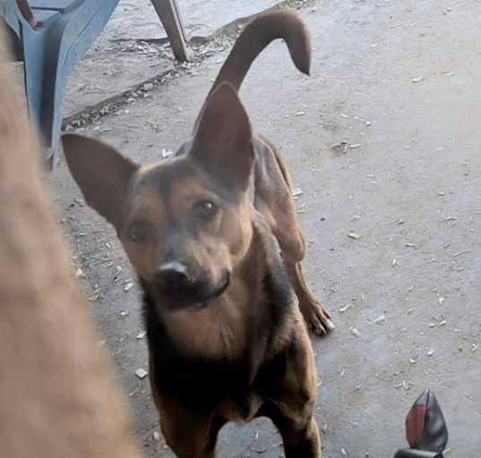 Photo of CHI CHI