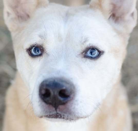 Photo of Blue