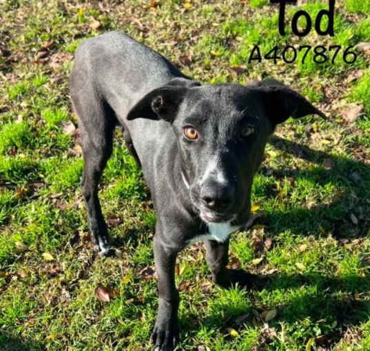 Photo of TOD
