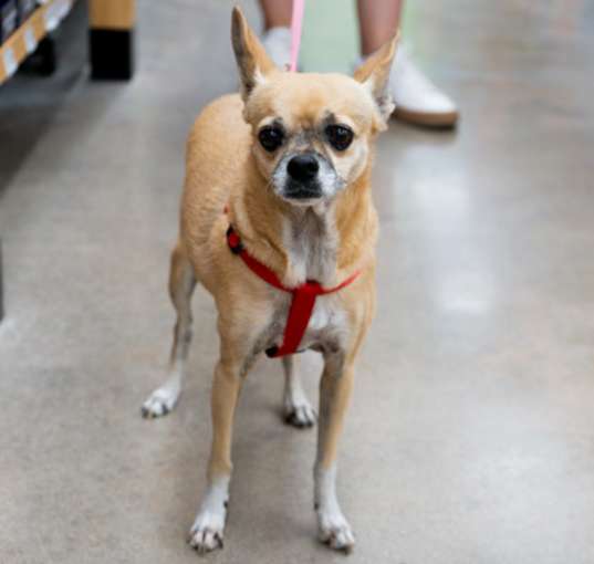 Photo of Lola