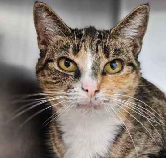 Photo of CALYPSO