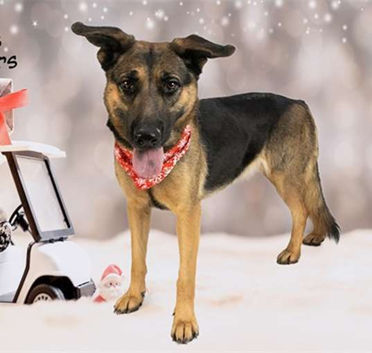 Photo of Dog