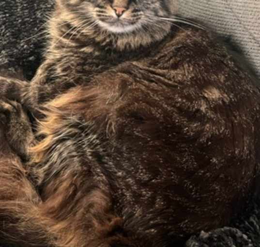 Photo of Dessi IN FOSTER