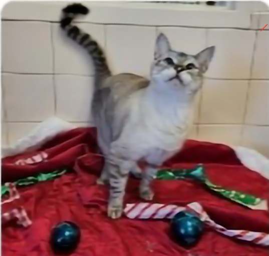 Photo of MISTER
