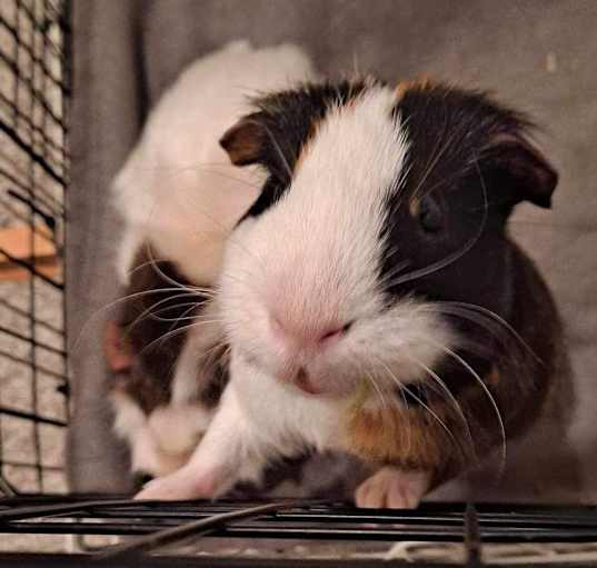 Photo of Guinness