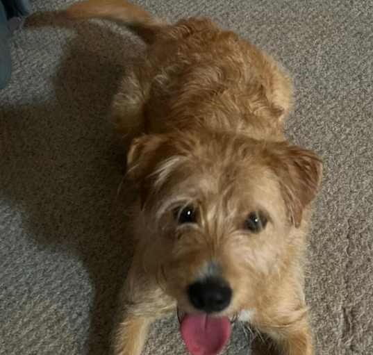 Photo of Tanner