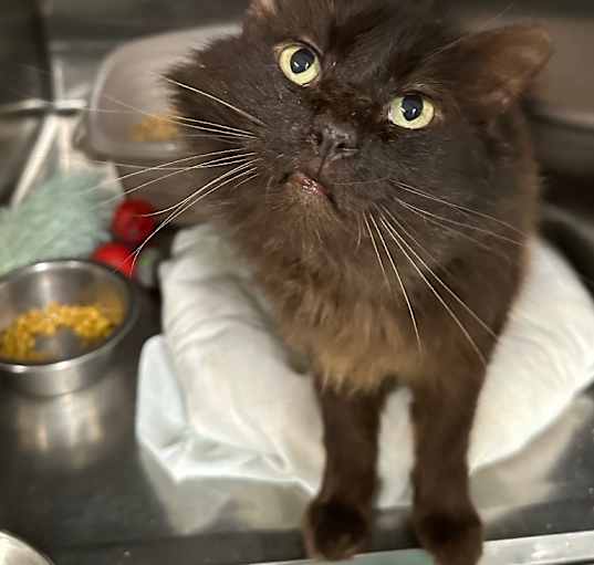 Photo of Bert