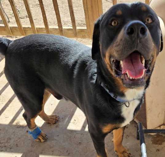 Photo of Barkley