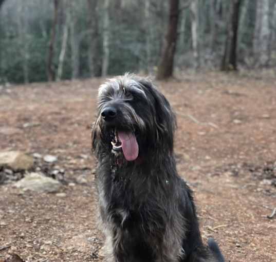 Photo of Arlo