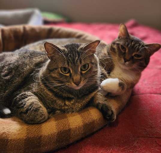 Photo of Aster & Pansy (Bonded Pair)