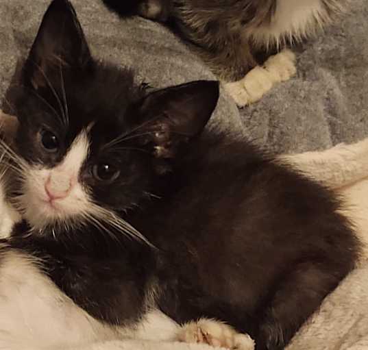 Photo of Oreo