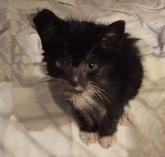 Photo of Sergeant