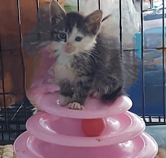 Photo of Buttercup