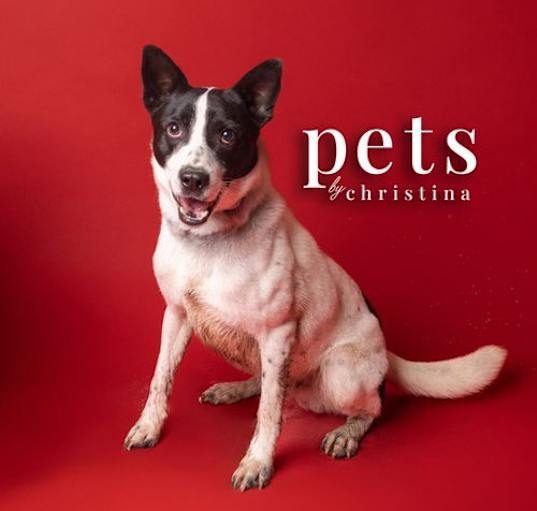 Photo of Pete Repeat