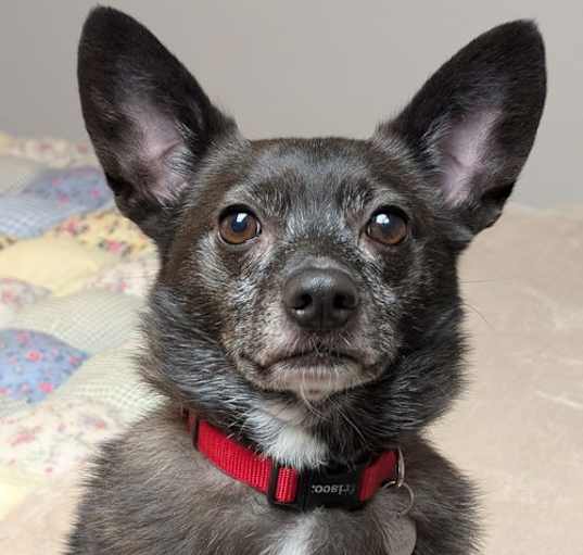 Photo of Jake