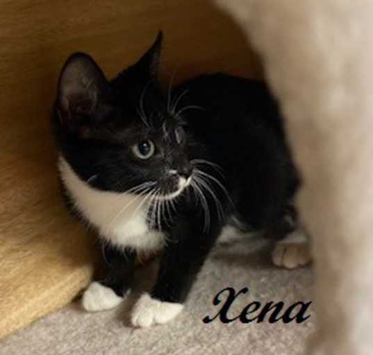 Photo of Xena