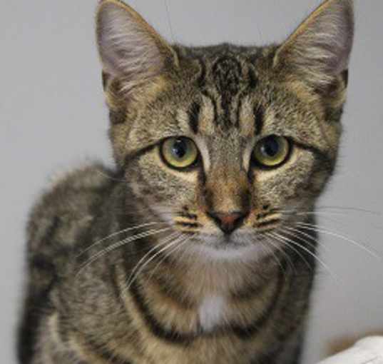 Photo of Chimichanga