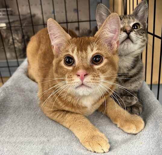 Photo of Comet