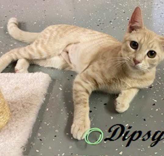 Photo of Dipsy