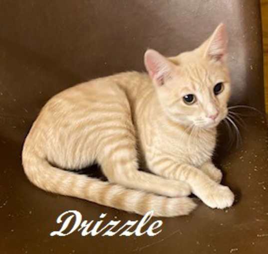 Photo of Drizzle
