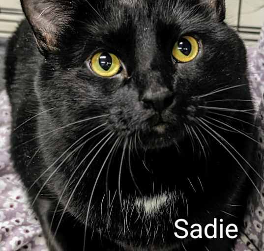Photo of Sadie