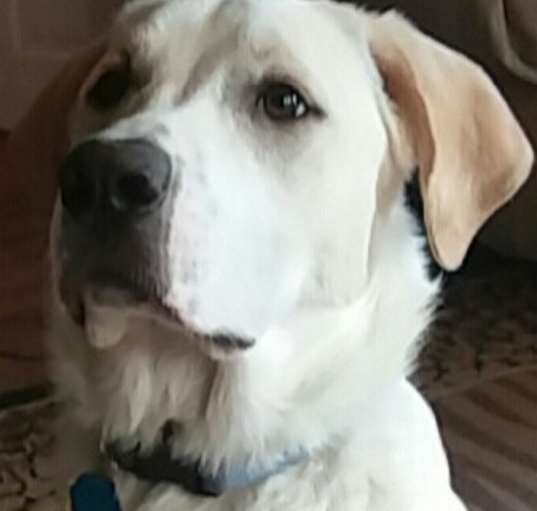 Photo of Cato