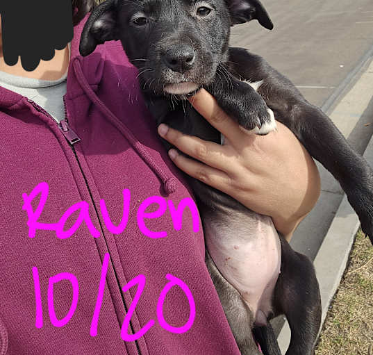 Photo of raven