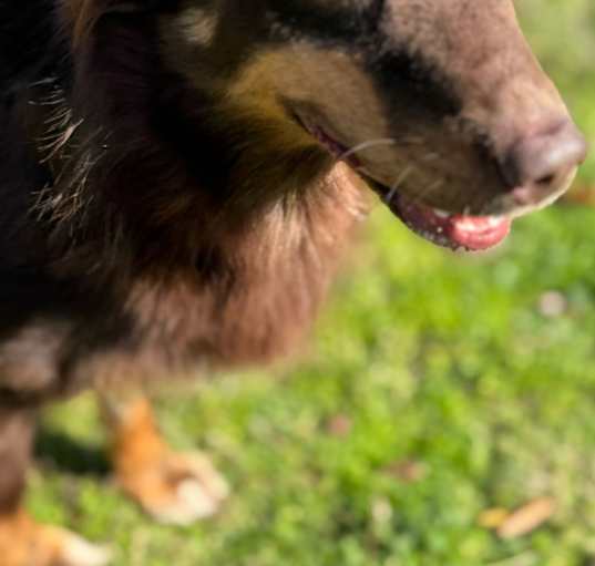 Photo of Daisy
