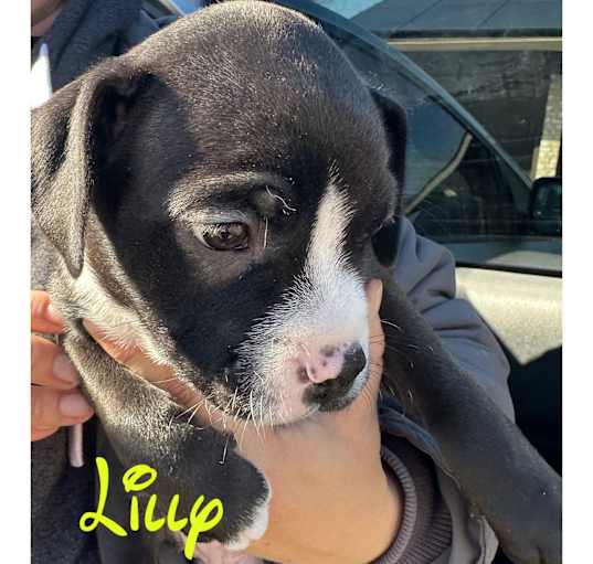 Photo of Lily
