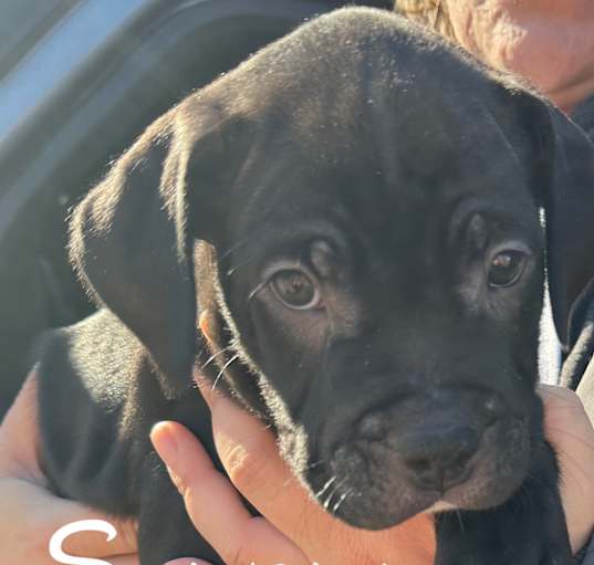 Photo of Spartacus
