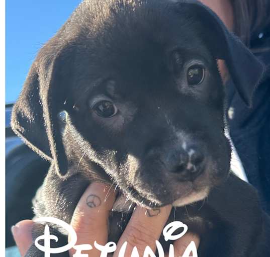 Photo of Petunia