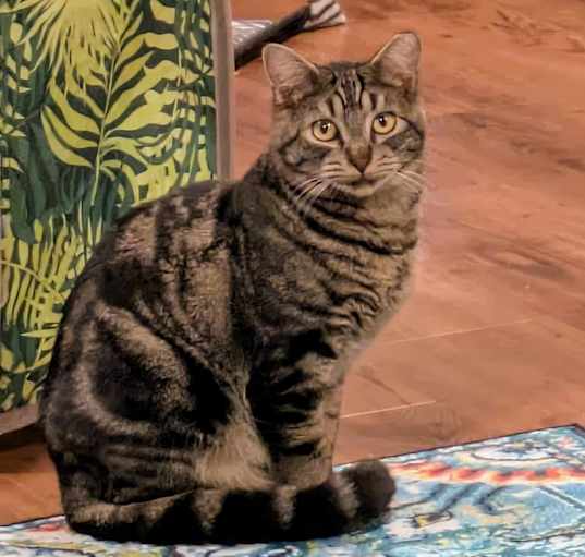Photo of Scout