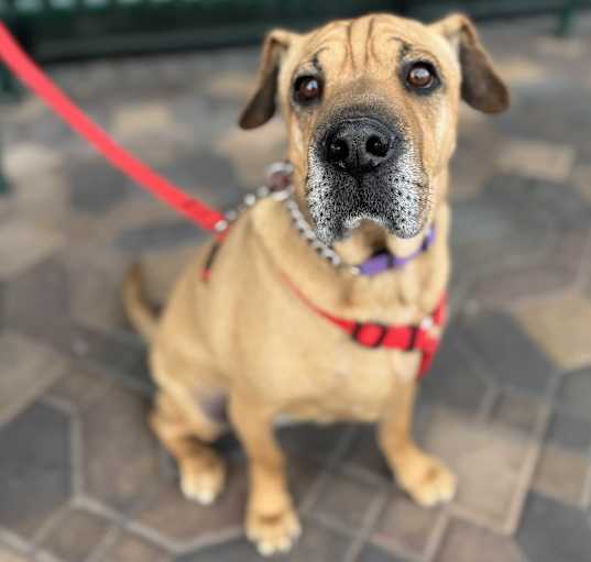 Photo of Samson