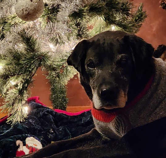 Photo of Butch