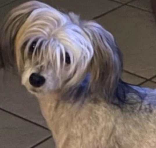 Photo of Trixie CC - adoption pending