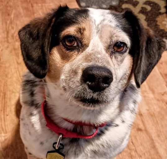 Photo of Forrest (pending adoption)