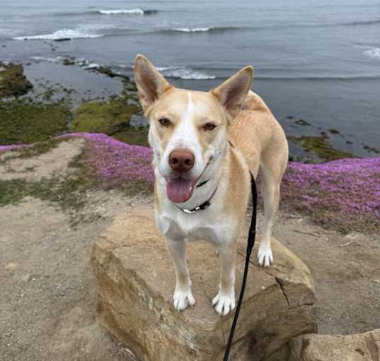 Photo of Lucy