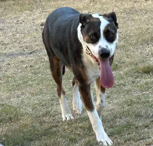 Photo of Buddy