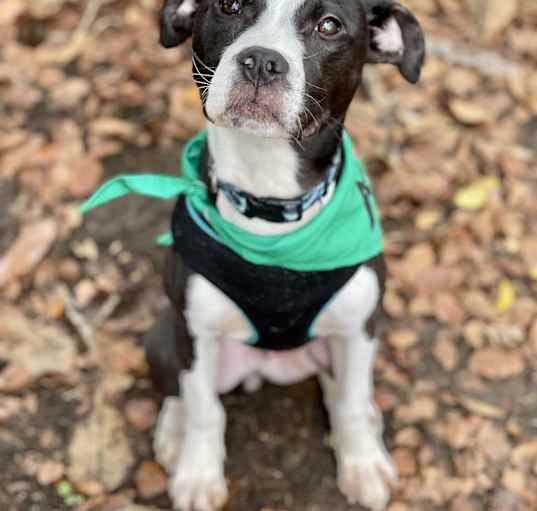 Photo of Roscoe